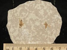 Two Fifty Million Year Old WINGED INSECT Fossils From Wyoming 57.0gr picture