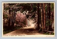 Vancouver BC-British Columbia, A Driveway in Stanley Park, Vintage Postcard picture