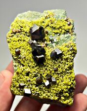 285 GM Forest-Like, Andradite Garnet / Epidote Crystals Cluster on Matrix @ AFG picture