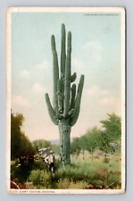 Postcard Giant Saguaro Cactus Arizona Desert, Detroit Pub Vintage L2 picture