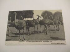 Antique Vintage c1899 Postcard Ostriches Cawstons Farm Pasadena California picture