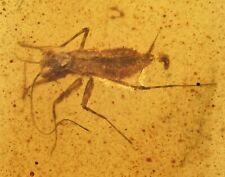 Rare Juvenile Mantodea (Praying Mantis), Fossil Inclusion in Burmese Amber picture