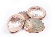 Threaded Abalone Sea Shell One Side Polished Beach Craft 4
