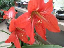 20 seeds of  St. Joseph's Lily (Hippeastrum x johnsonii) Fresh 2020 year seeds picture