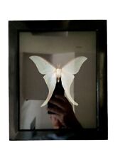 0003# Real Framed Giant Actias Luna Moth Insect Dried Butterfly Oddities  picture