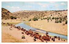 Hiawatha KS Kansas Cowhands Riding Herd to Water Posted 1956 Chrome Postcard picture