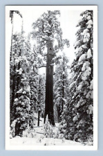 RPPC 1949. GEN. GRANT TREE, NATIONS XMAS TREE. KINGS CANYON, CA. POSTCARD GG19 picture