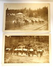 RPPC Pack Train Horses Lot Of 2 Early 1900's Antique Oregon? picture