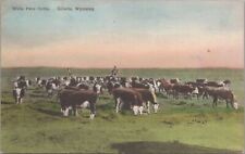 Postcard White Face Cattle Gillette Wyoming WY  picture