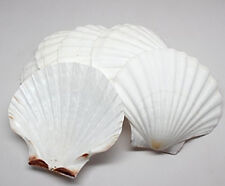 King Scallop Grilling Shells Set of 10, Irish Baking Shells Beach Wedding Party picture