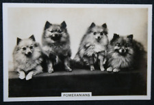POMERANIAN   Vintage 1939 Photo Card   BD28MS picture