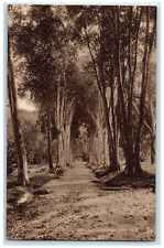 c1920's Bay Tree Avenue Royal Botanic Gardens Trinidad and Tobago Postcard picture