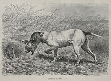 Dog Pointer Retrieves Bird & Points Rabbit-- Good Dog 1880s Antique Print picture