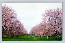 Winchester VA-Virginia, Field of Apple Blossoms, Antique Vintage Postcard picture