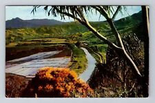 Kauai HI-Hawaii, Hanalei Valley, Rice Paddies, Vintage Postcard picture
