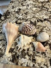 Vintage Seashell Conch Cone Spotted Turban Snail Knobbed Whelk Spider Conch Lot picture