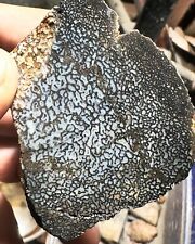 Agatized Utah Dinosaur gem bone chunk picture