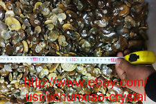 2.2lb (1kg)  60-80pcs Natural Ammonite Shell Crystal Fossil Specimen Madagascar picture