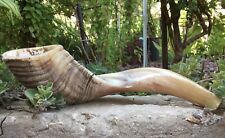Natural Ram Horn Shofar with Curved Top and Ridges Ship From Israel picture