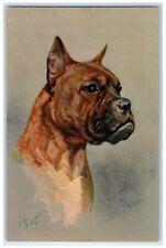 c1930's Boxer Dog Art Switzerland Portrait Unposted Vintage Postcard picture