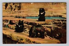 San Antonio TX- Texas, Bear Pit, San Antonio Zoo, Antique, Vintage Postcard picture