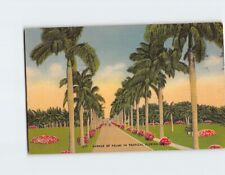 Postcard Avenue of Palms in Tropical Florida USA picture