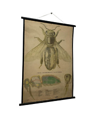 Vintage Fly Anatomy Lithograph - Educational print school chart picture
