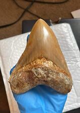 5.6 Otodus Megalodon shark tooth fossil 100% authentic, no resto or repair picture