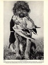 1930s Antique Spinone Italiano Print Vintage Italian Spinone Dog Print  5283a picture