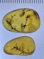 2 Unique Leaves (Dacrydium), Botanic Fossil In Genuine Burmite Amber, 98myo picture