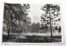c1900s Yosemite National Park Photograph Half Dome Cabins Oak Trees Pines ORIG picture