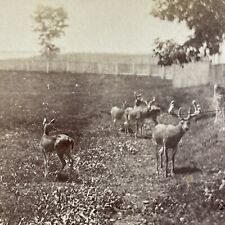 Antique 1870s Fenced In Deer In New York State Stereoview Photo Card P4798 picture