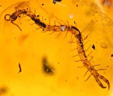 Complete Myriapoda (Centipede), Fossil Inclusion in Dominican Amber picture