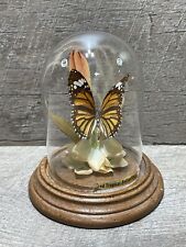 Vintage Real Butterfly Display Taxidermy Mounted Glass Dome Flowers Gerhard & Co picture