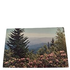 Postcard Catawba Rhododendron Great Smoky Mountains National Park Chrome picture