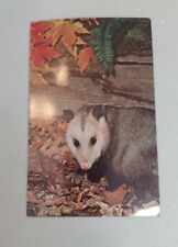 Vintage Opossum In Autumn PostCard picture