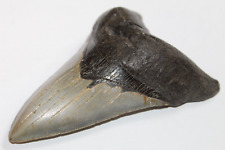 MEGALODON Fossil Giant Shark Tooth Natural NO Repair 4.72