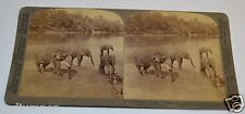Great Original Antique 1902 Elephants Playing In Water Africa Stereoview Photo picture
