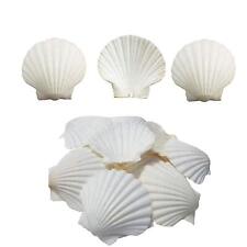 sinkoo Scallop Shells White Natural Seashell 16 PCS for DIY Craft Mermaid Bea... picture