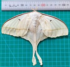 Real Luna Moth Taxidermy Insect Butterfly Pinned Art Gallery Collections Decor picture