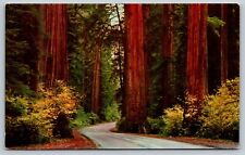 Postcard: Avenue of the Giants Parkway, California picture
