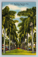 Magnificent Royal Palm Way Palm Beach, Florida FL Linen Postcard Trees picture