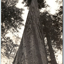 c1940s Dyerville State Park, CA RPPC Founder's Tree Redwood Hwy Art Ray 652 A200 picture