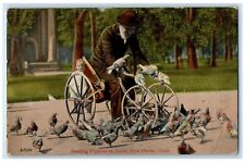 1913 Old Man Feeding Pigeons On Green New Haven Connecticut CT Antique Postcard picture