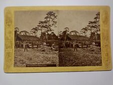 Grinding Sugar Cane Florida Ashmead Bros. Stereoview Photo picture