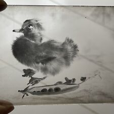 Antique Original Glass Photograph Negative Taxidermy Duck & Peas In A Pod Odd picture