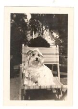 Vintage Photo Cute Scruffy Dog Wearing Raincoat? Jacket Found Art APS11 picture