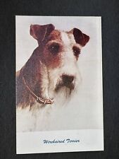 Postcard Wirehaired Terrier Dog Puppy Posing R48 picture