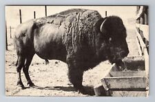 Afton OK-Oklahoma, Giant Buffalo Bull, K Buffalo Ranch Souvenir Vintage Postcard picture