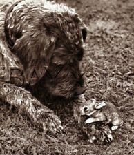 DOG Wirehaired Pointing Griffon & Rabbit, 1941 Print picture